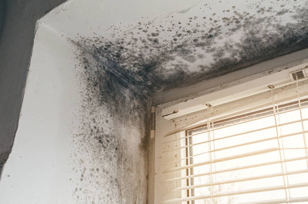 Affordable Mold Cleanup solutions in Rockville Centre, NY